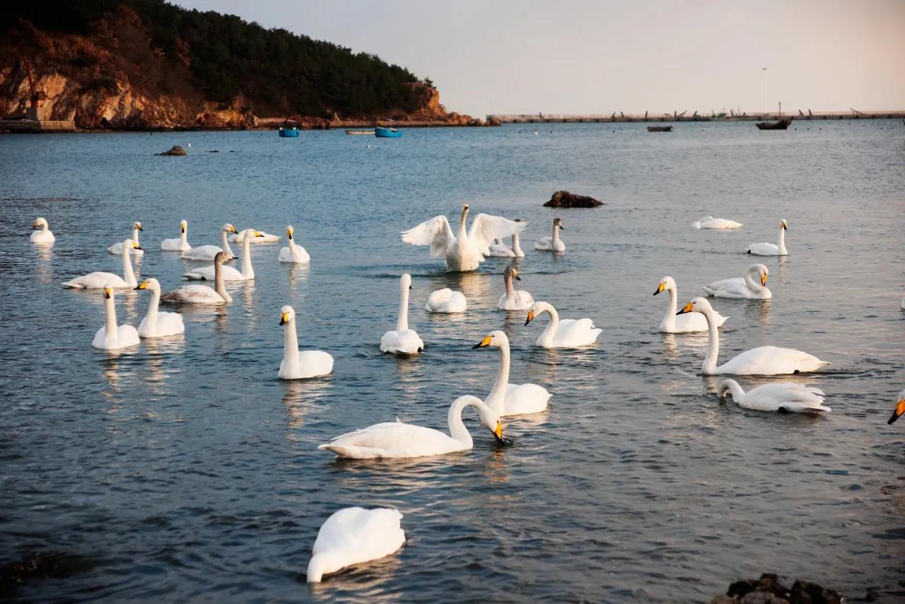 山东小岛旅游景点(山东荣成) - 悦闻天下