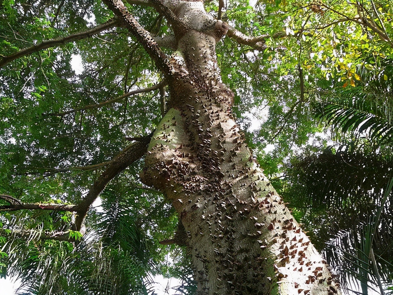 认识植物界的六大毒树,看到绕道走,涨姿势不吃亏