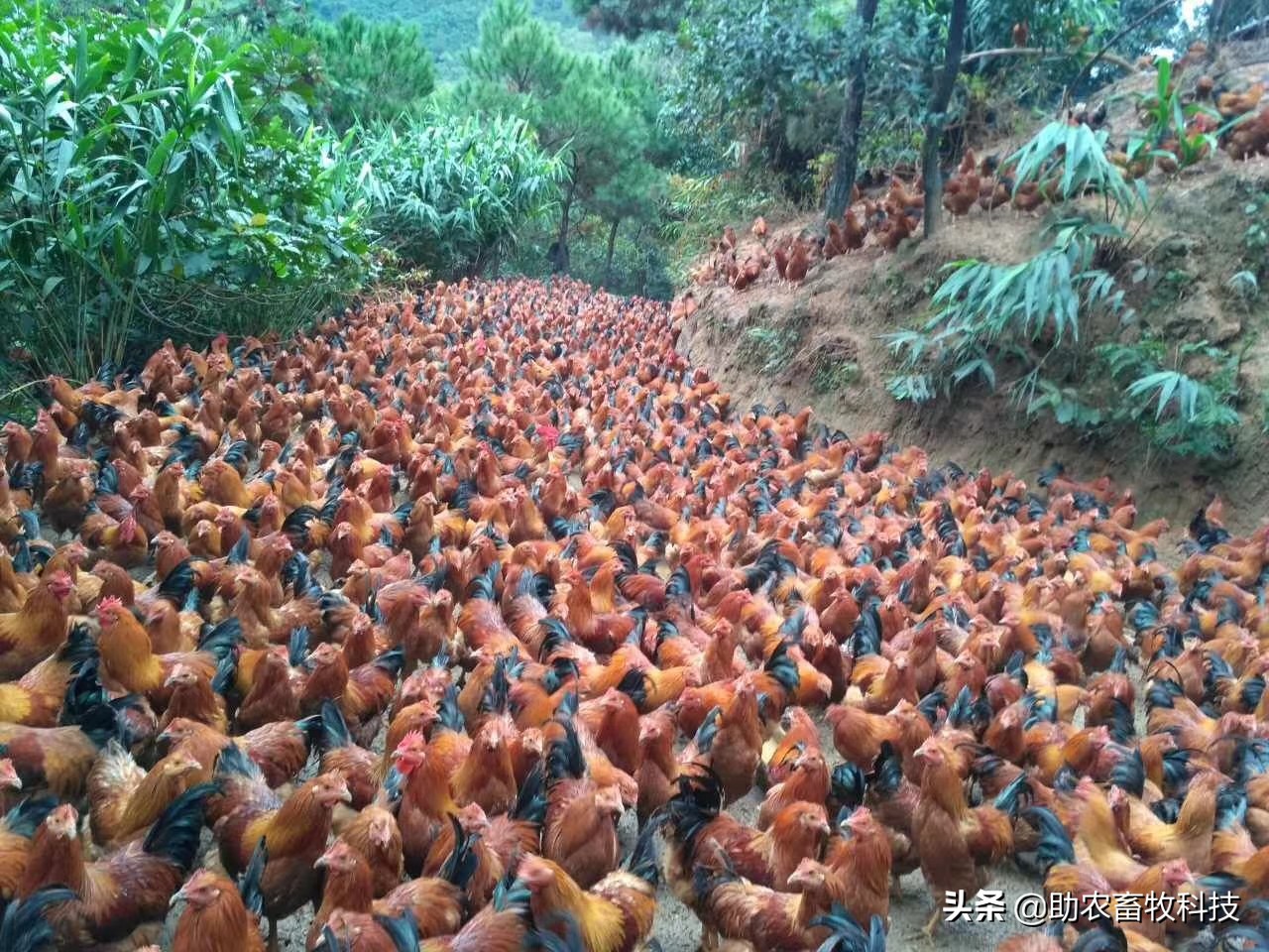 發(fā)酵花生殼成為豬雞鴨鵝牛羊優(yōu)質(zhì)飼料操作技術(shù)