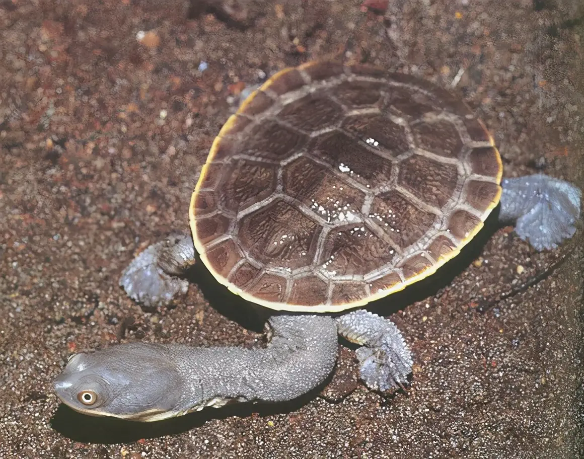 乌龟的种类图片及名称（乌龟的品种图片）