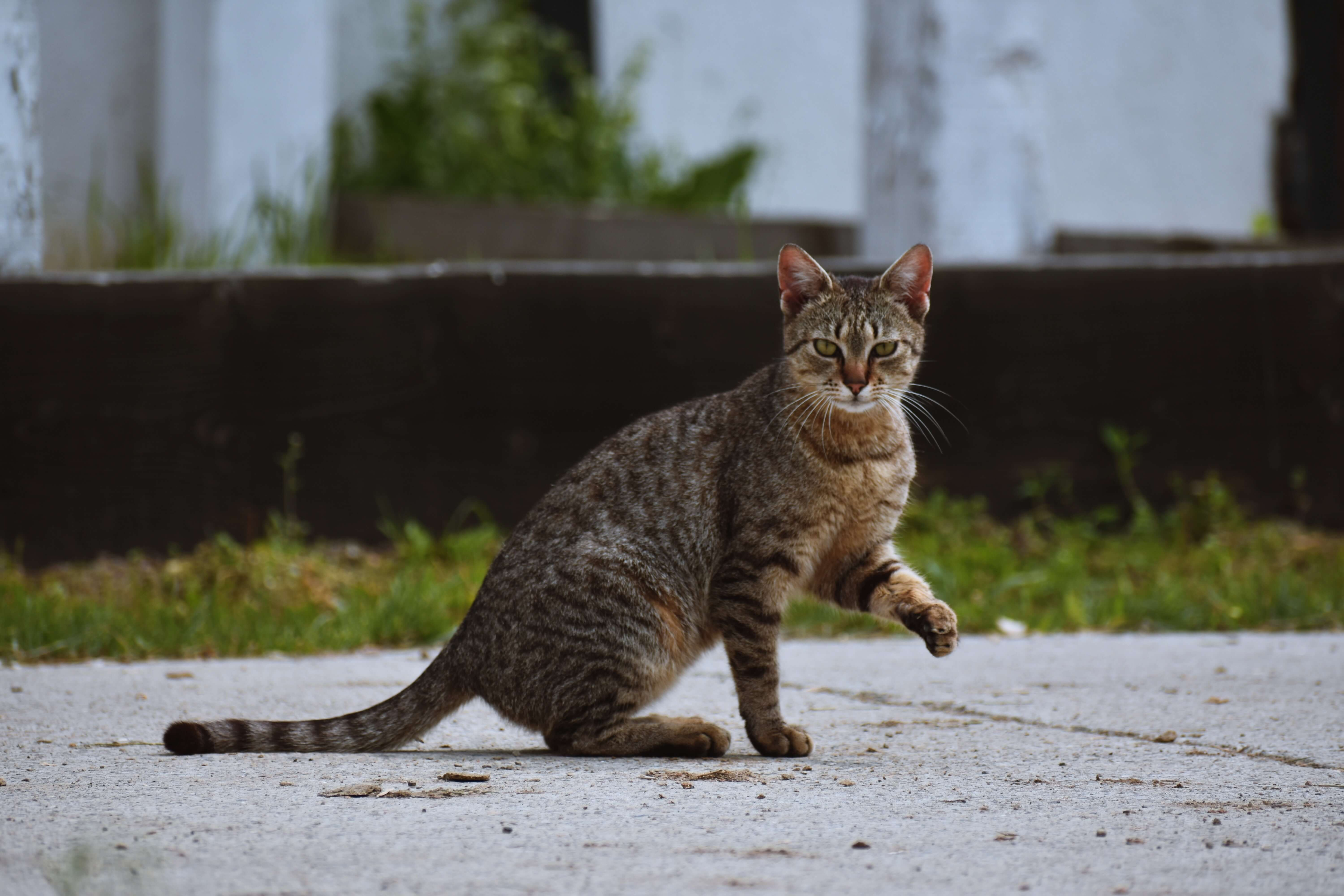 猫咪品种介绍大全，哪种猫咪更适合你？