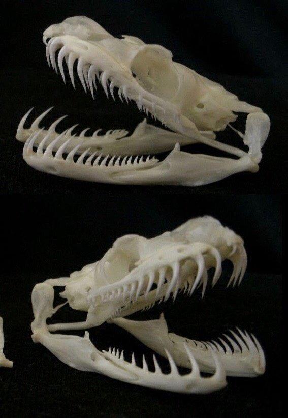 蛇有骨头吗(1分钟带你了解关于蛇的知识)