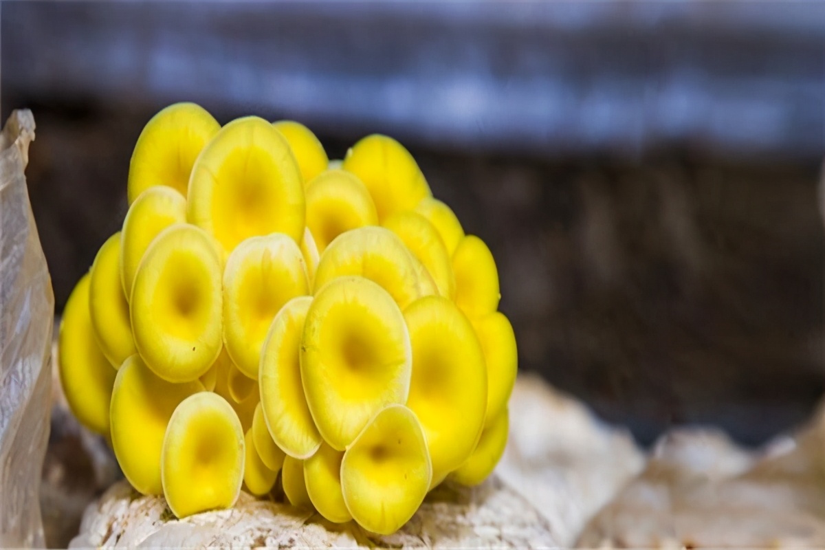 中国十大野生菌排名：杏鲍菇上榜，第一口感似牛肉