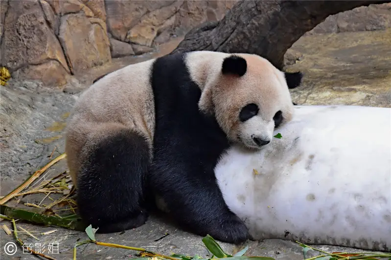 长隆欢乐世界旅游攻略景点必去（三天三夜欢乐长隆之旅）