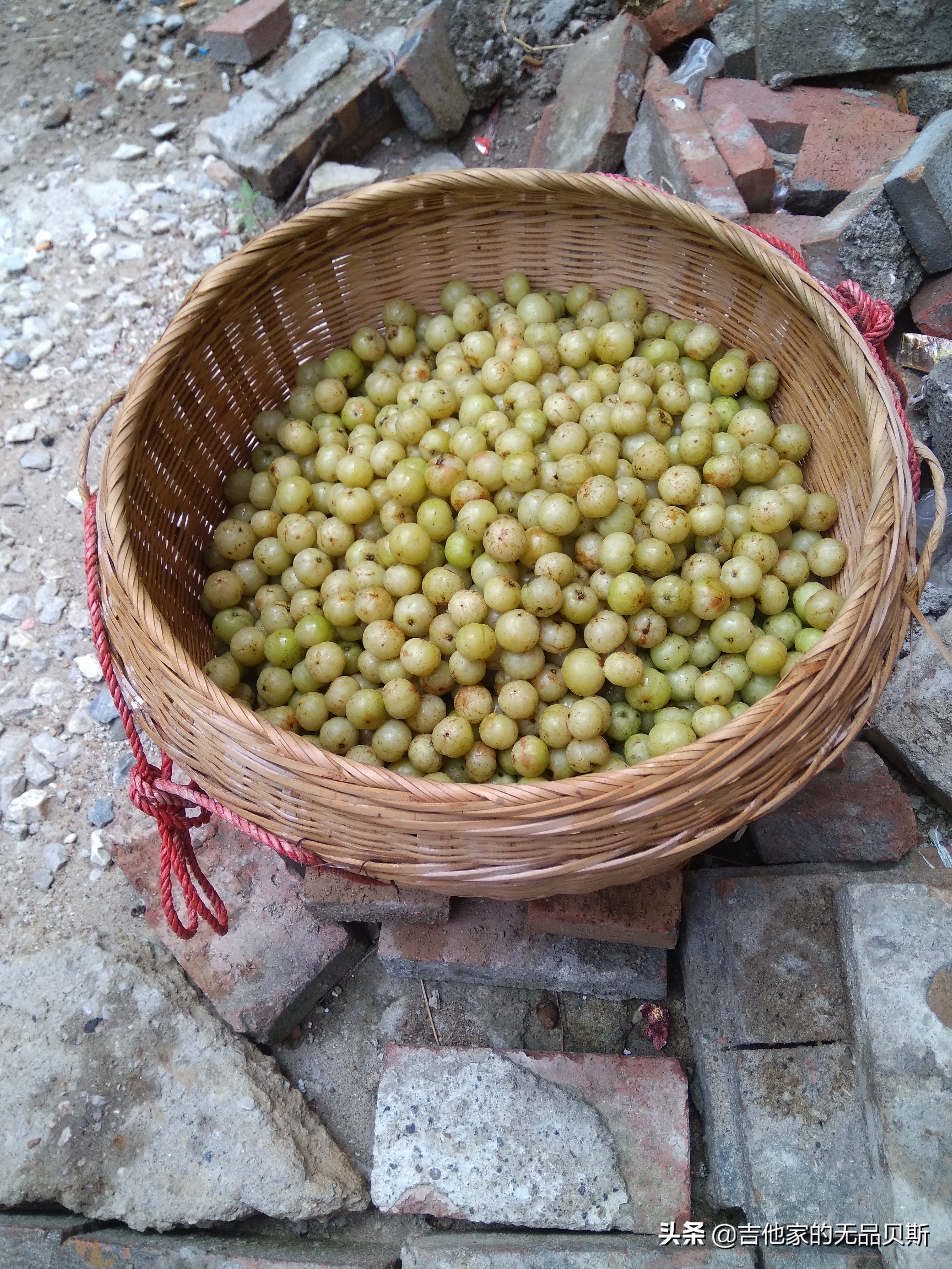 余甘果泡酒怎么泡,牛甘果泡酒的做法,首次试验油甘果泡酒