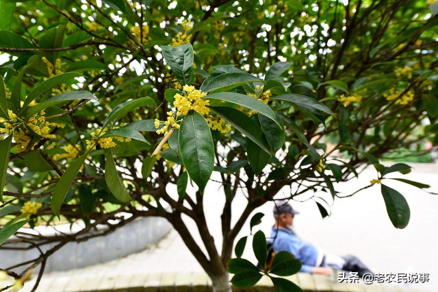 俗语：桂花门前立，贵人站门内，这五个地方不宜种桂花，早知晓