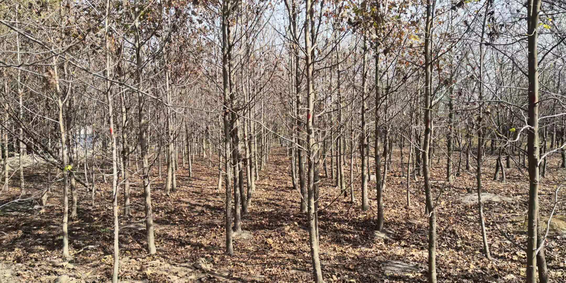 易于养护，抗逆性强！乡土树种为何总当配角？