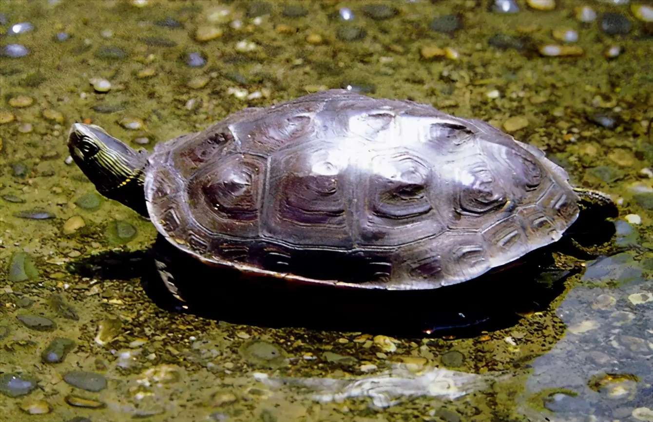 乌龟的种类图片及名称（乌龟的品种图片）