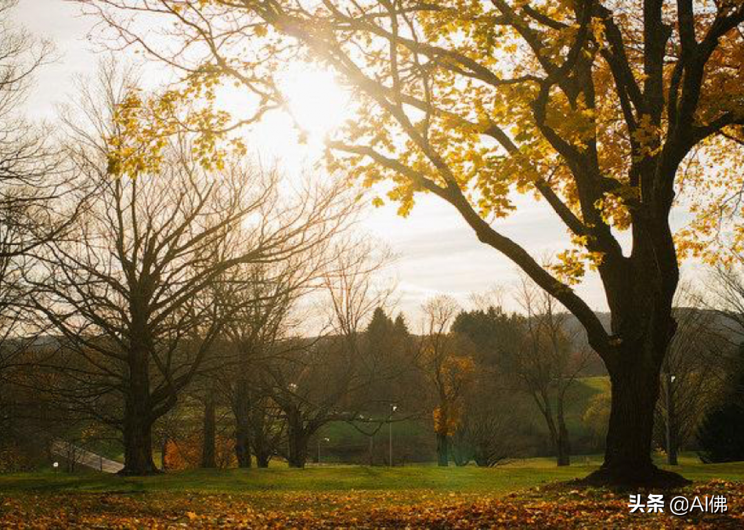 大学图片（深秋初冬美国）