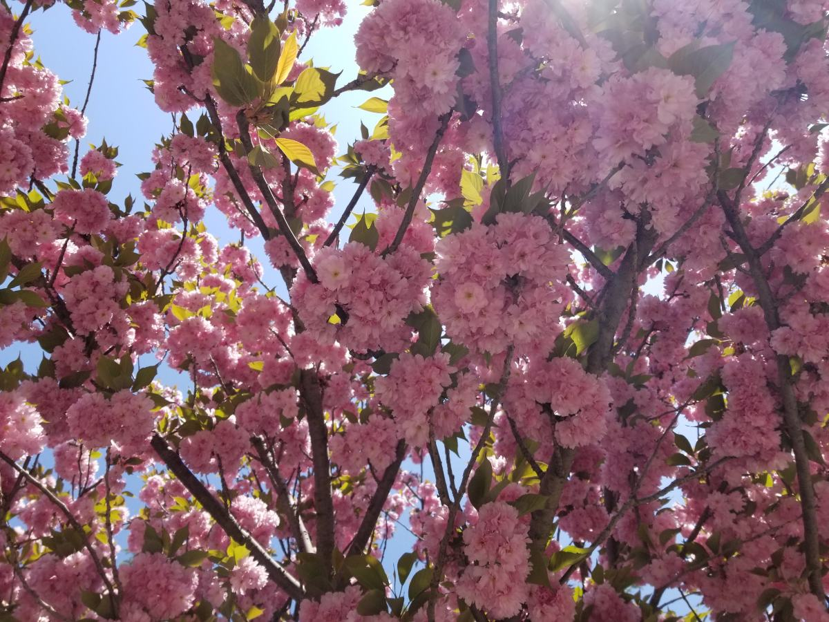 日本晚樱花期开花多久（带你认识超好看的樱花品种）