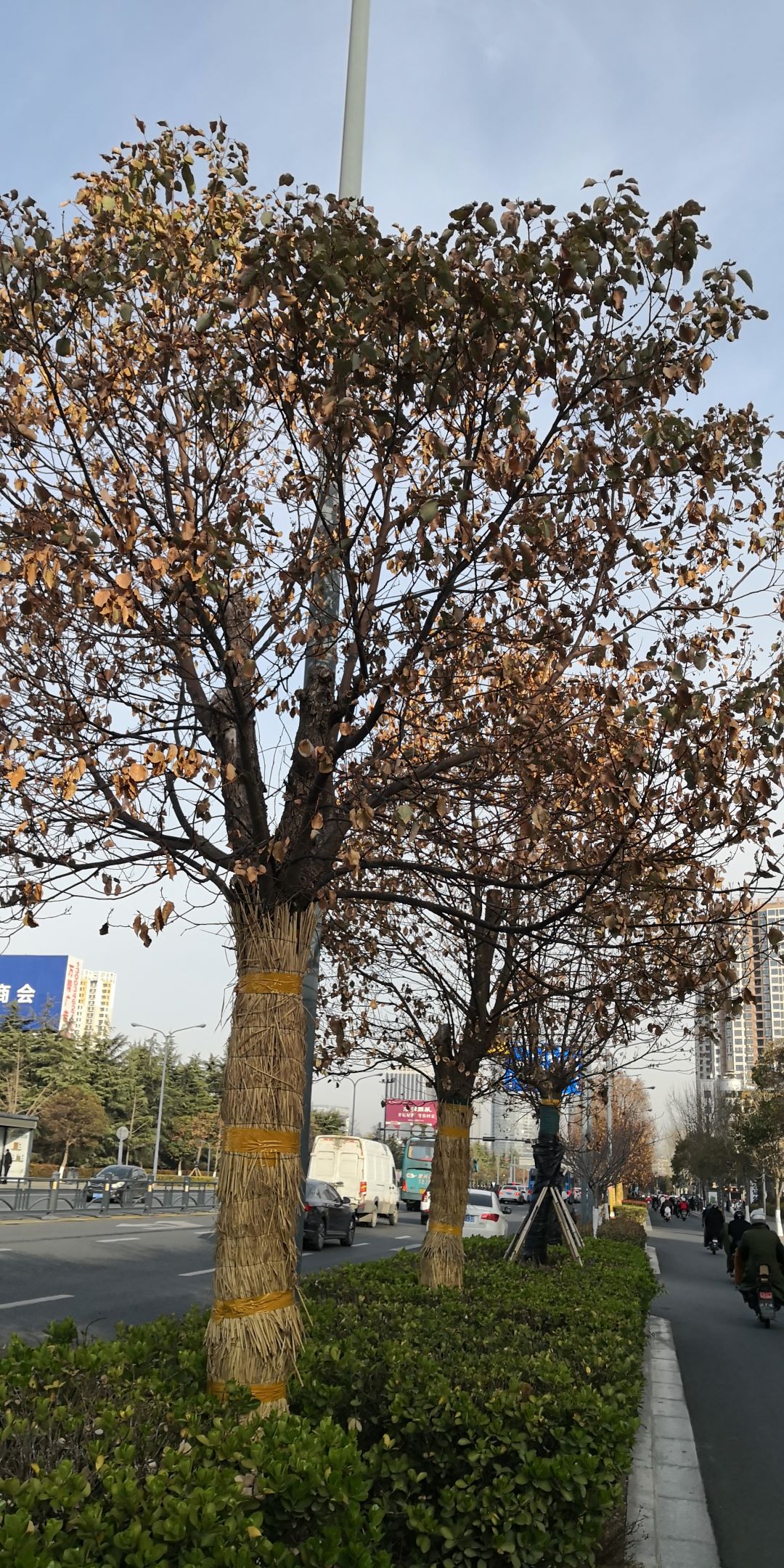 南京林业大学校徽（易于养护）