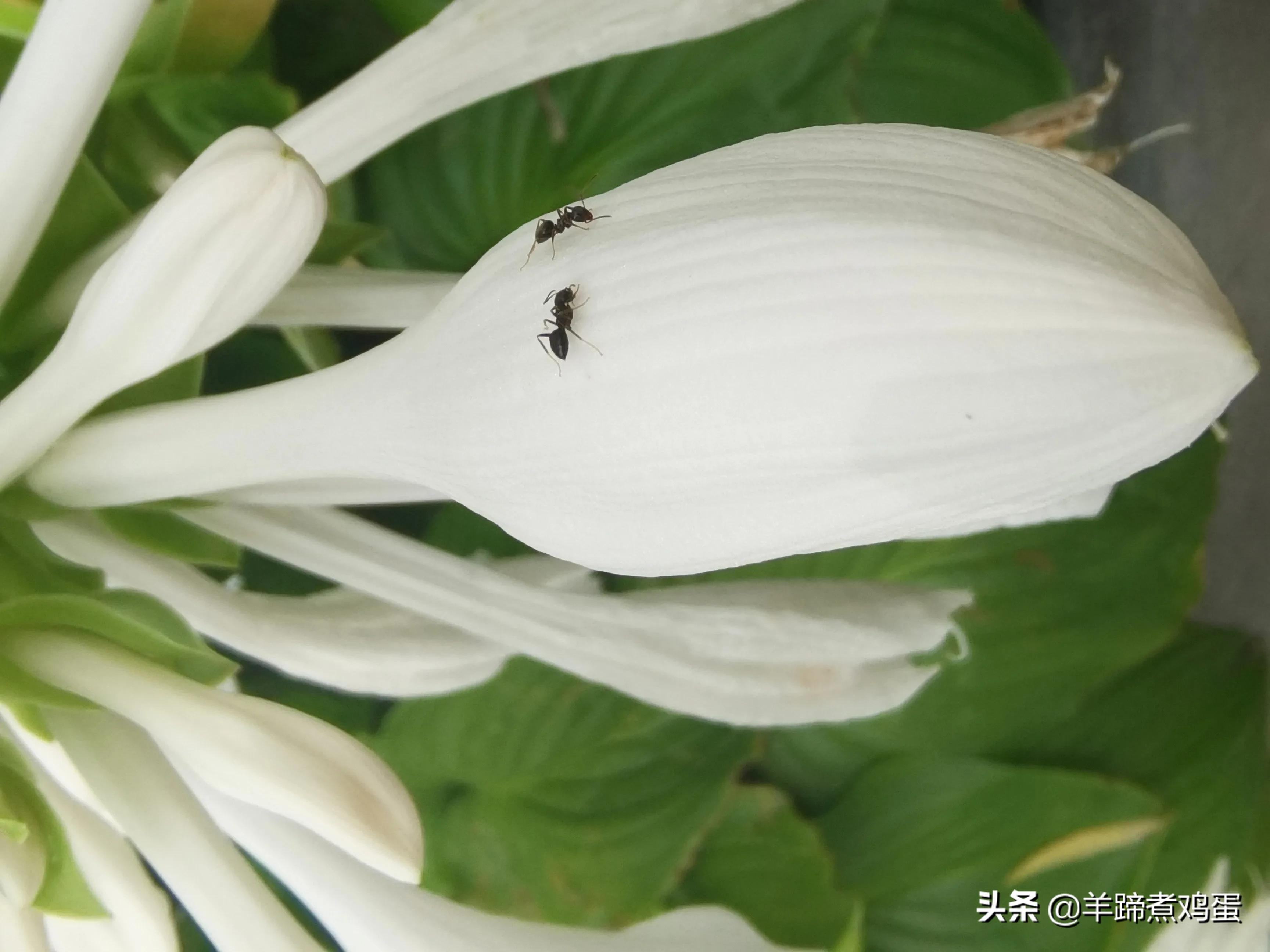 淫雨唤云行日隐耀霞红--雨后北京云空的美丽身影留下霞浓