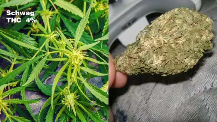 从天然种植到人工合成，大麻毒品的变异升级之路