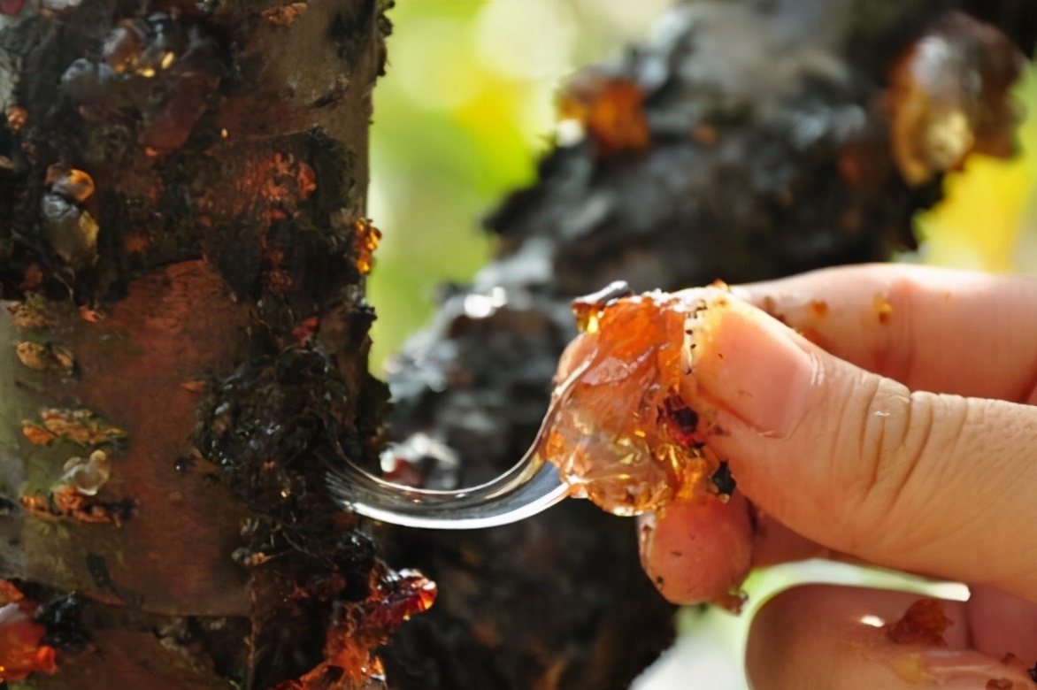 儿时常偷吃的桃树胶,曾炒到30元1斤,如今常掉一地,不值钱了?