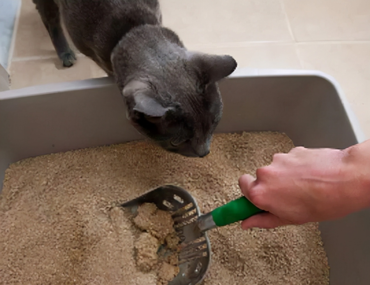 猫咪拉稀的原因及治疗方法
