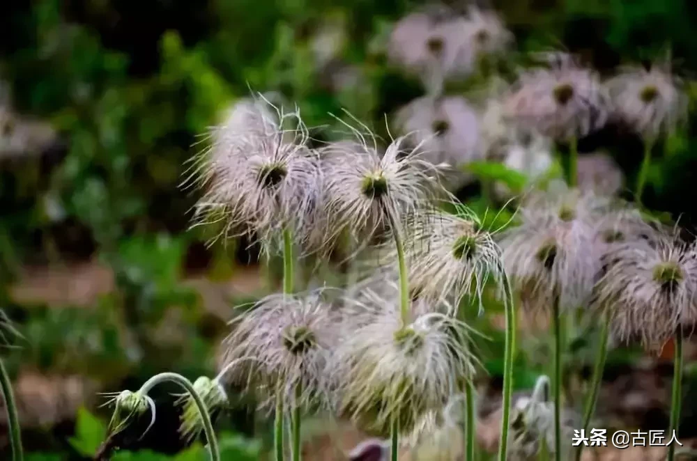 万紫千红的百花汇（百花汇中富含诗意的花）