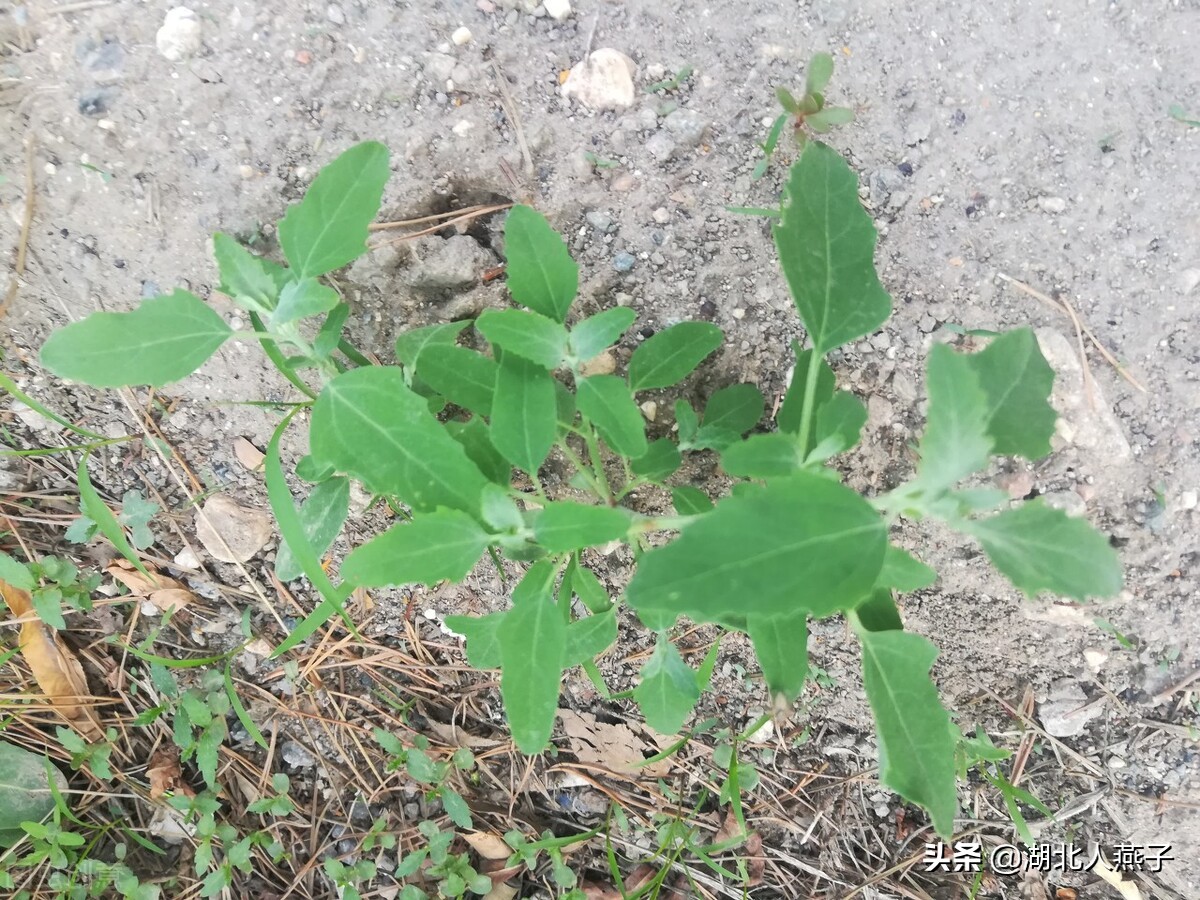 39种野菜图片，教你认识不同的野菜和吃法，你想要的野菜这里都有