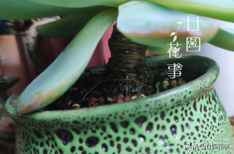 夏天多肉突然长气根,还越来越萎蔫,这是“危险警报”拉响了