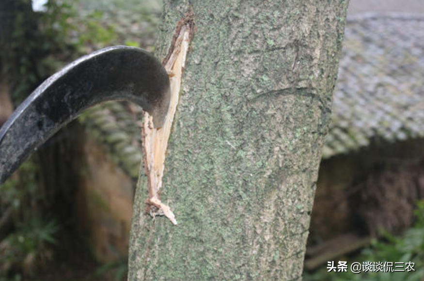 被誉为“植物黄金”，树皮很值钱，过去经常见，如今遇见请珍惜