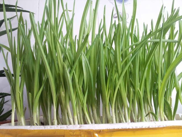 观察日记这样写，资深老师拿学生的好句举例，让学生的作文更精彩