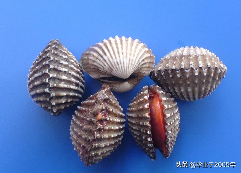 辽宁大连吃货们常见贝类海鲜的学名与俗称（ 一）