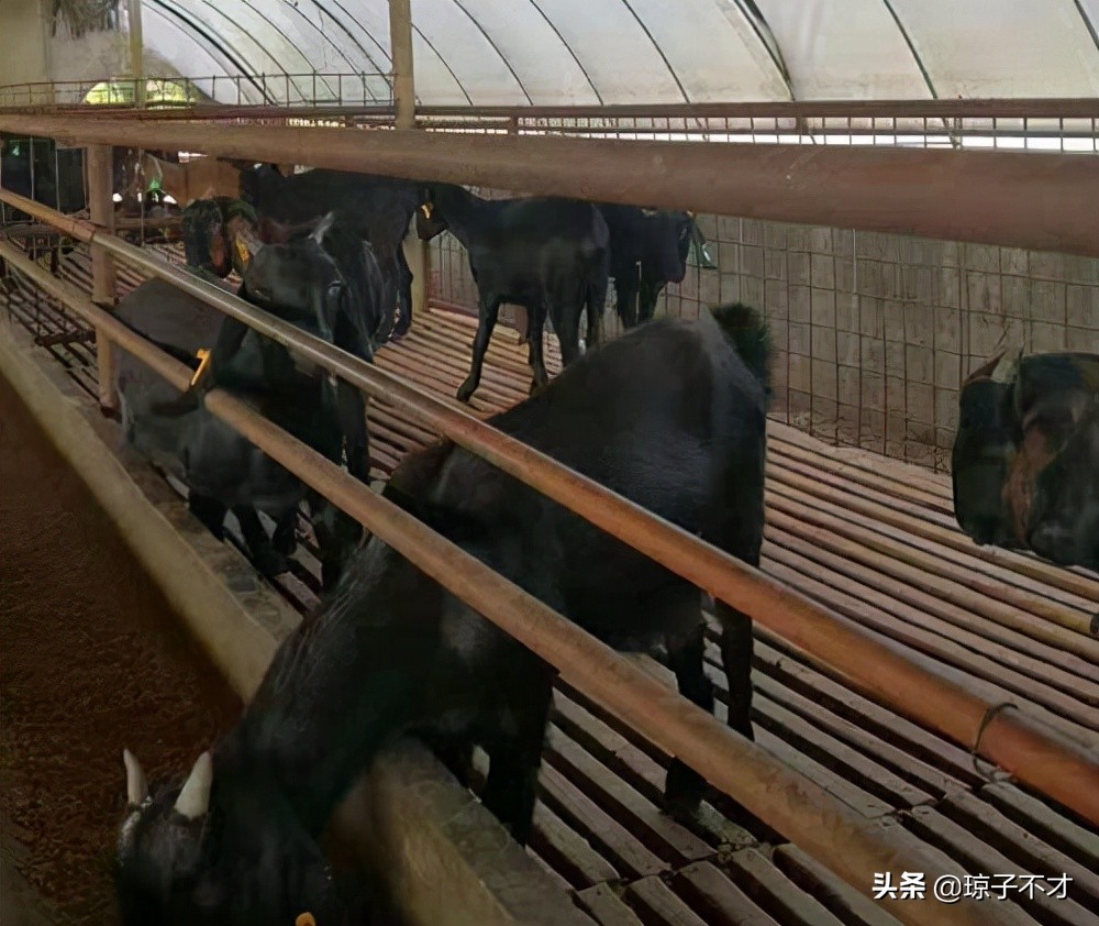 农村养羊,比较常见的几种羊圈,都是实景图