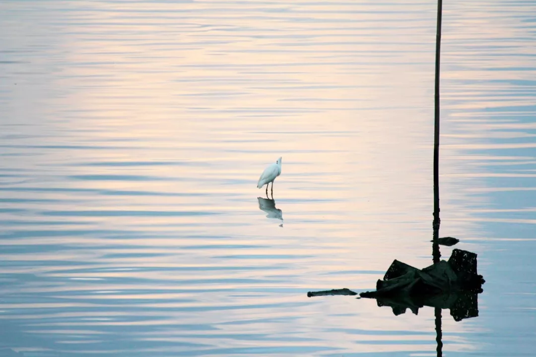 9首绝美现代诗，每首不足100字，短到极致，美到极致
