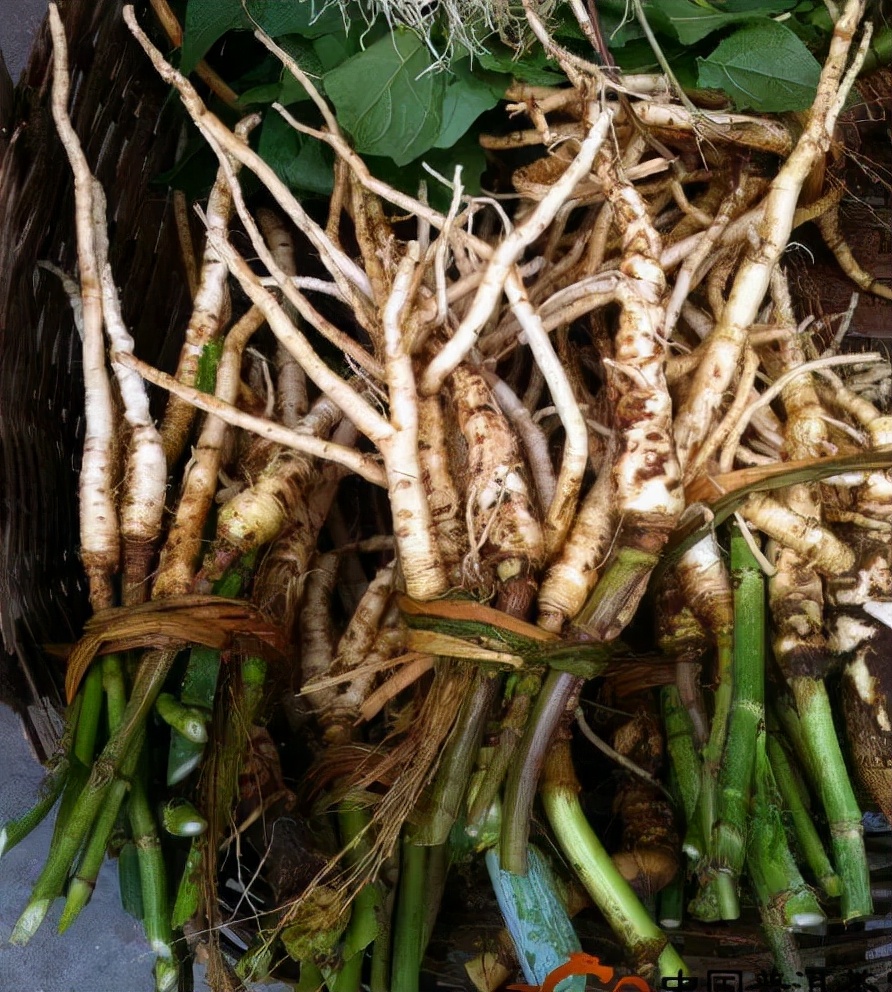 农村一种叶子像"芋头"的野草,人们称"白草根",药用价值很高