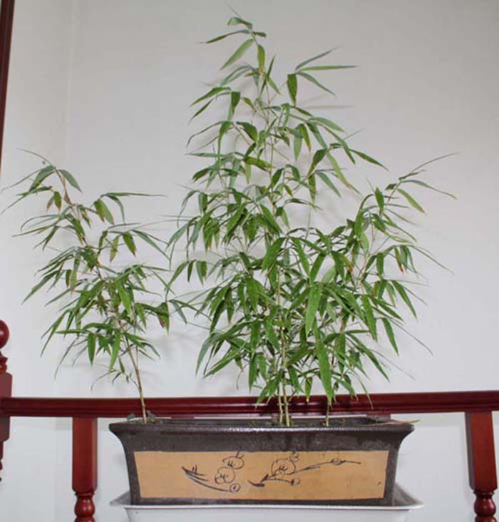 13竹子在农村怎么养长得好「科普」 -骁龙网