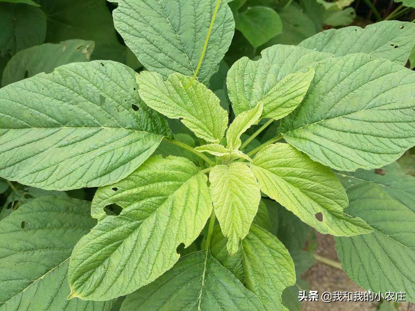 苋菜的功效与作用(在农村经常见的苋菜) - 行就行