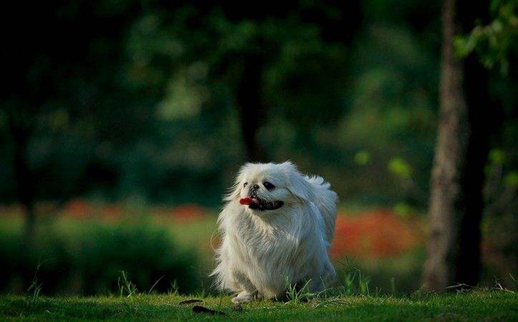 这六种小型犬最适合父母养，身体素质好不爱生病，还会哄老人开心
