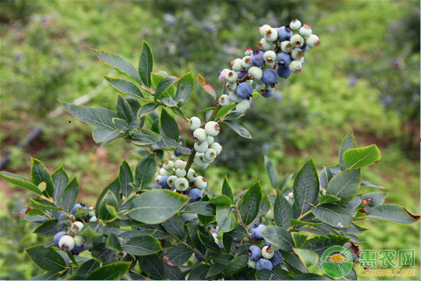 都克蓝莓苗（推荐一种北方好吃的蓝莓品种）
