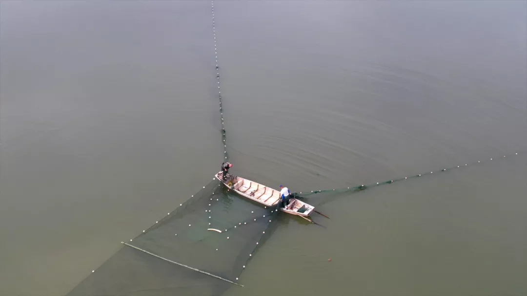 金职喊你免费吃鱼啦