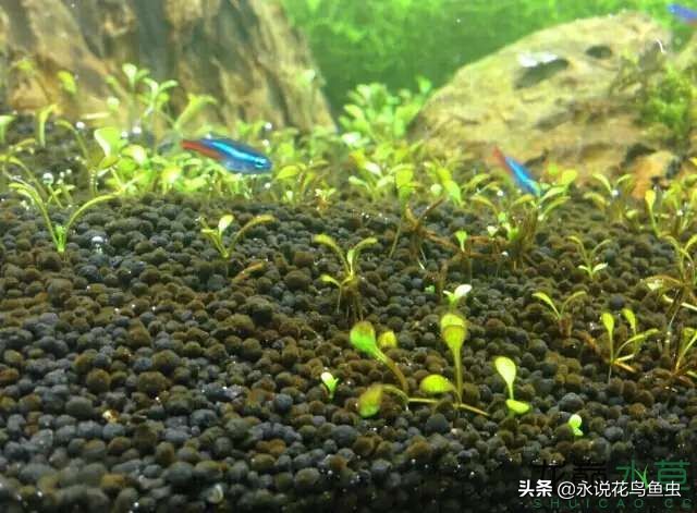 藻类植物有哪些（图文讲解19种常见的藻类植物）