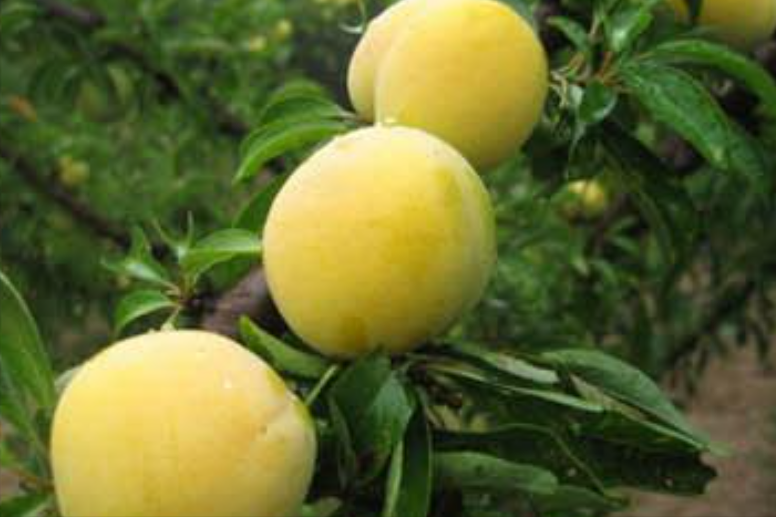 美国黑布林口碑跌至冰点，原产于我国的9个李子，你识得几个？