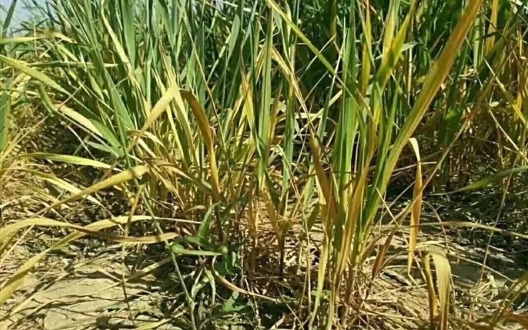 小麦茎基腐病（小麦茎基腐病的原因及防治措施）