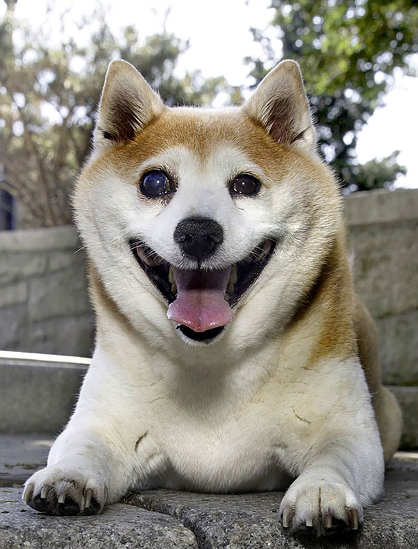 11岁柴犬无时无刻都挂着温暖的微笑，却身患重疾，让人更加心疼