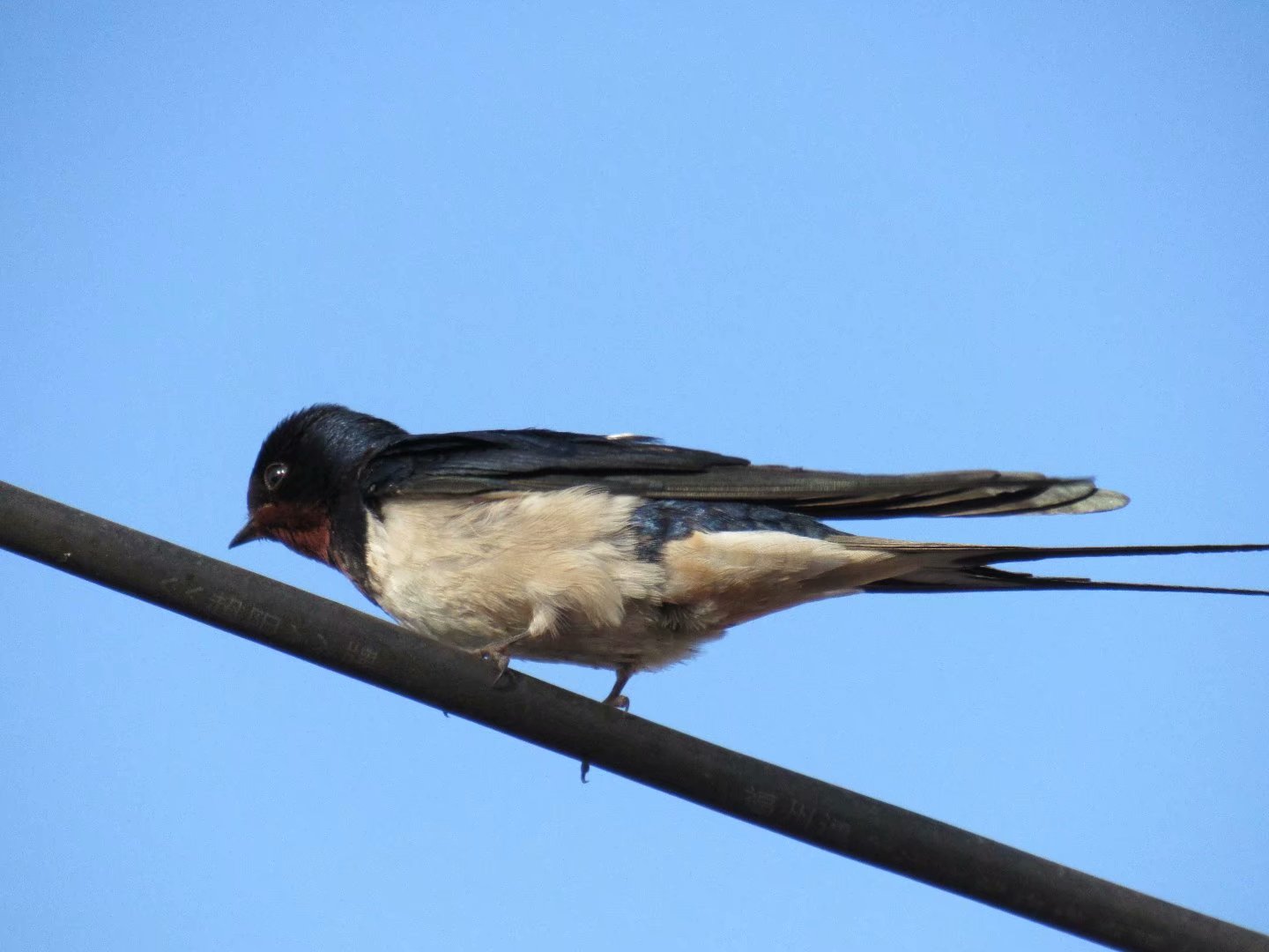 新知识,常见的小燕子不仅只有一种鸟