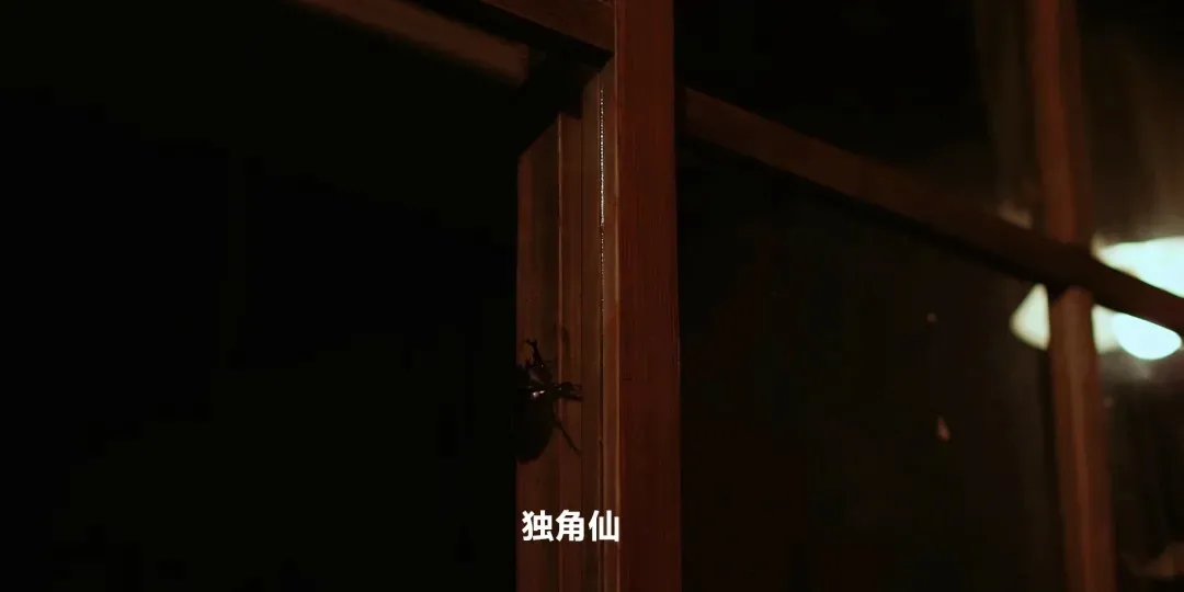 超治愈电影《小森林》夏秋篇|一个人的日子里,也要好好生活