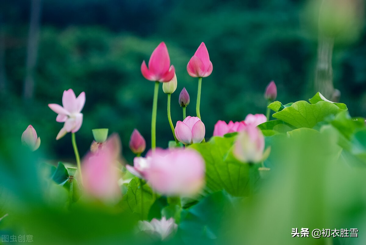 荷花诗六首：奇奇水上花，湛湛花下水，花得水扶持，水因花富贵