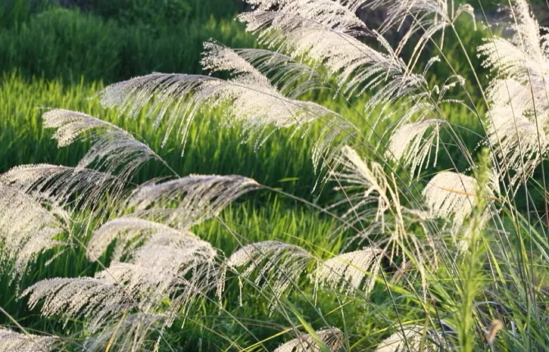 《诗经》最美30句，美到骨子里