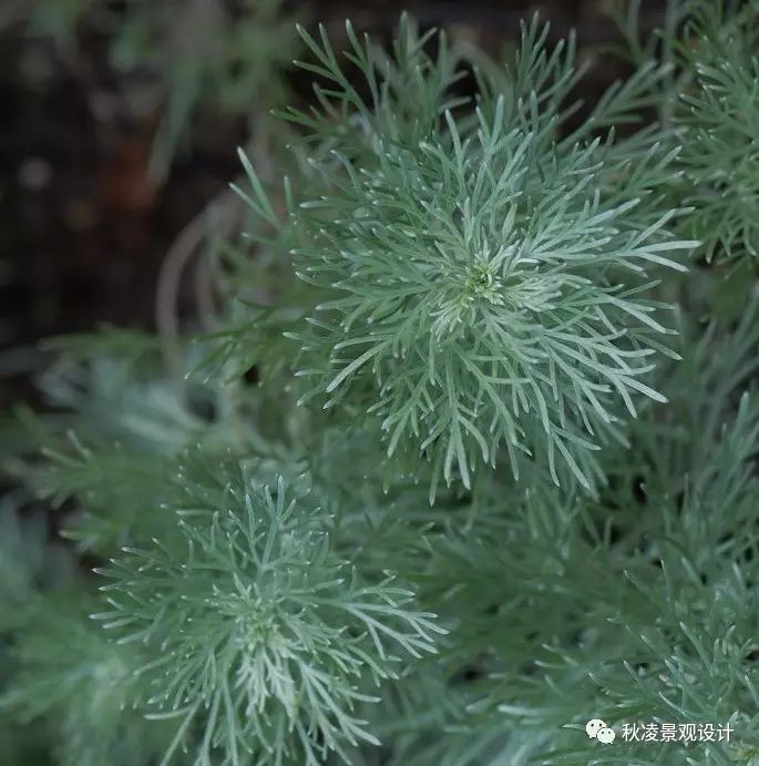 地中海荚蒾简介（做花境设计常用的60种植物介绍）