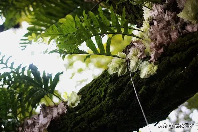 蕨类植物|槲蕨生长奇特,倩丽高雅,如何栽培养护?