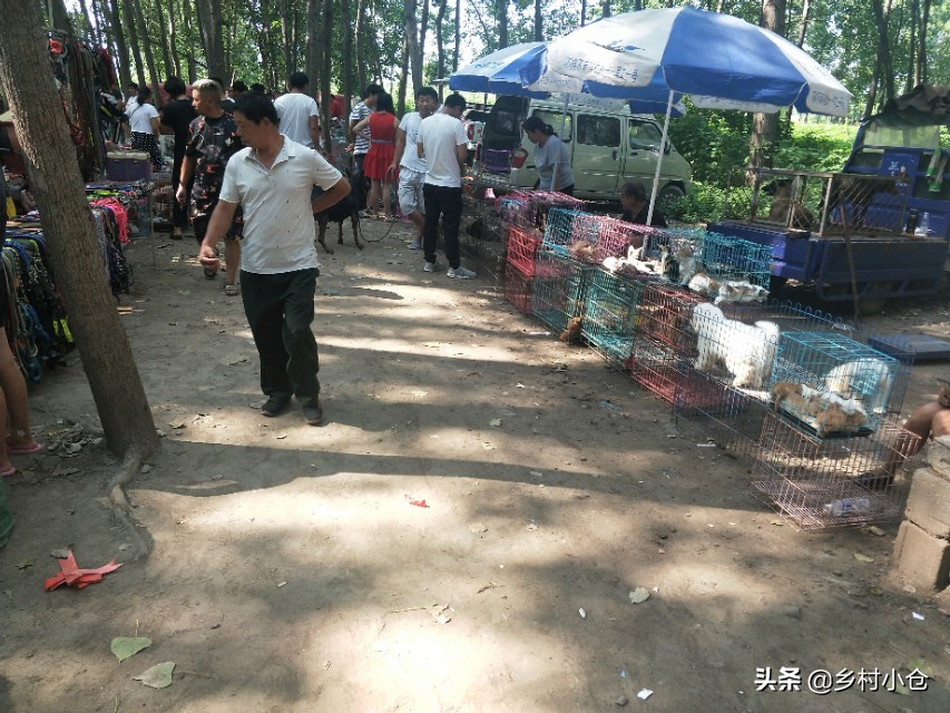 中亚猎狼犬，高狼，东北虎，比特等各种猛犬，农村狗市应有尽有