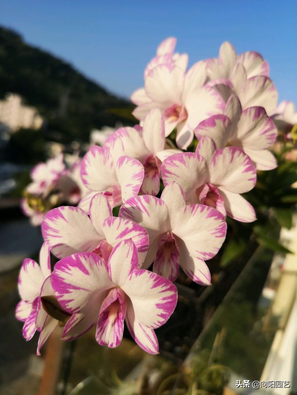她养的石斛开花少，竟然“炒鸡蛋”了，石斛还能吃？第一次听说