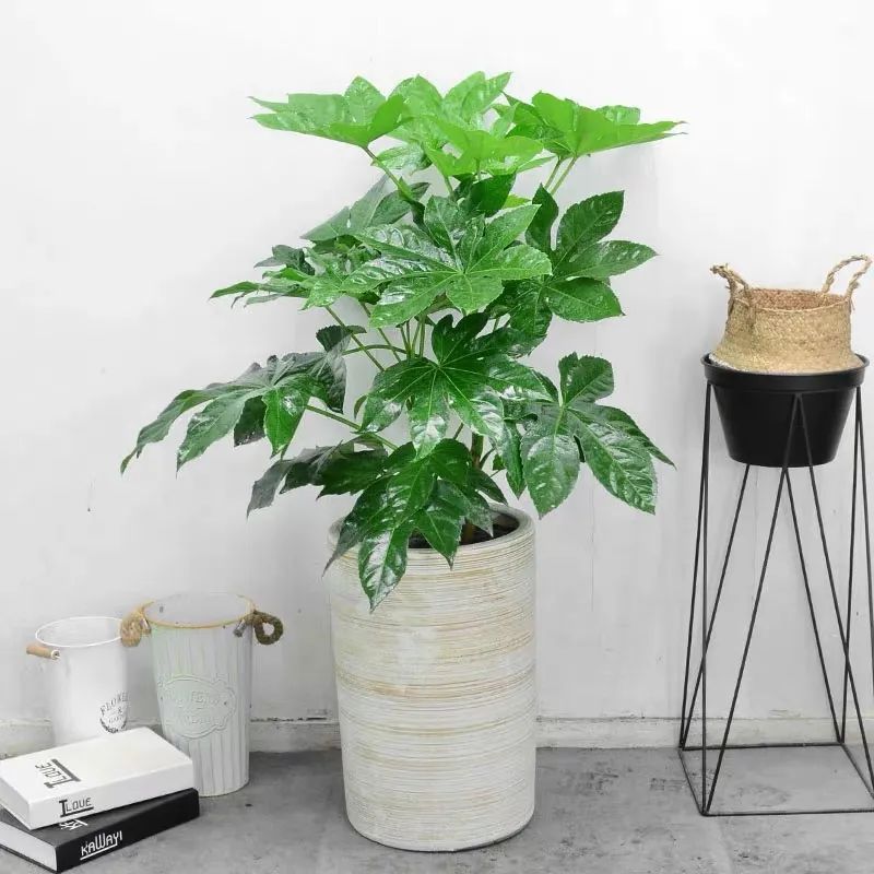 八角金盘对家居环境的影响 八角金盘对家居环境的作用有哪些