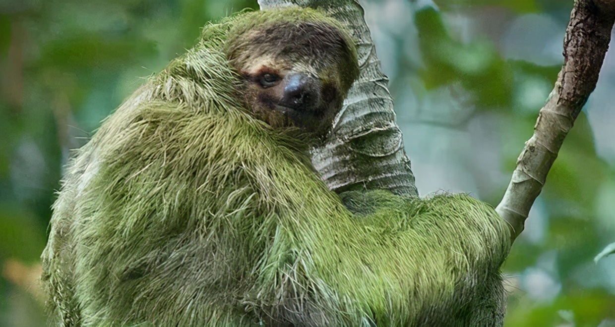 "水猴子"实际上是树懒
