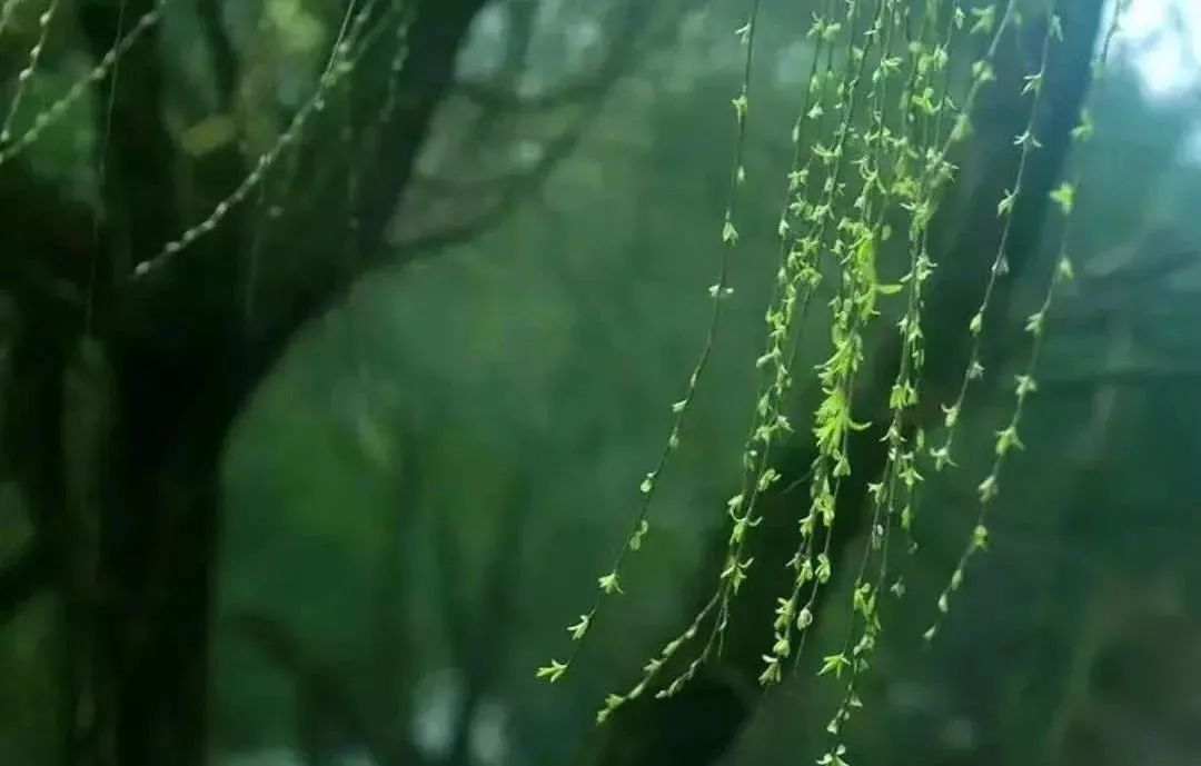 春分一年春浓处，春分两半时