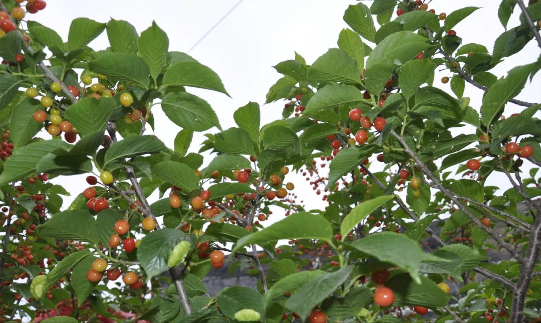 威海市环翠区北竹岛小学：构建“333”体系 高质量推动中医药文化进校园