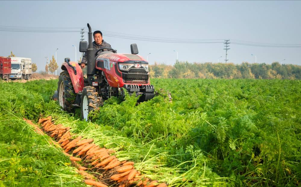 海归小伙科技种植胡萝卜，发明分选机器人，年销售额达3000万美金